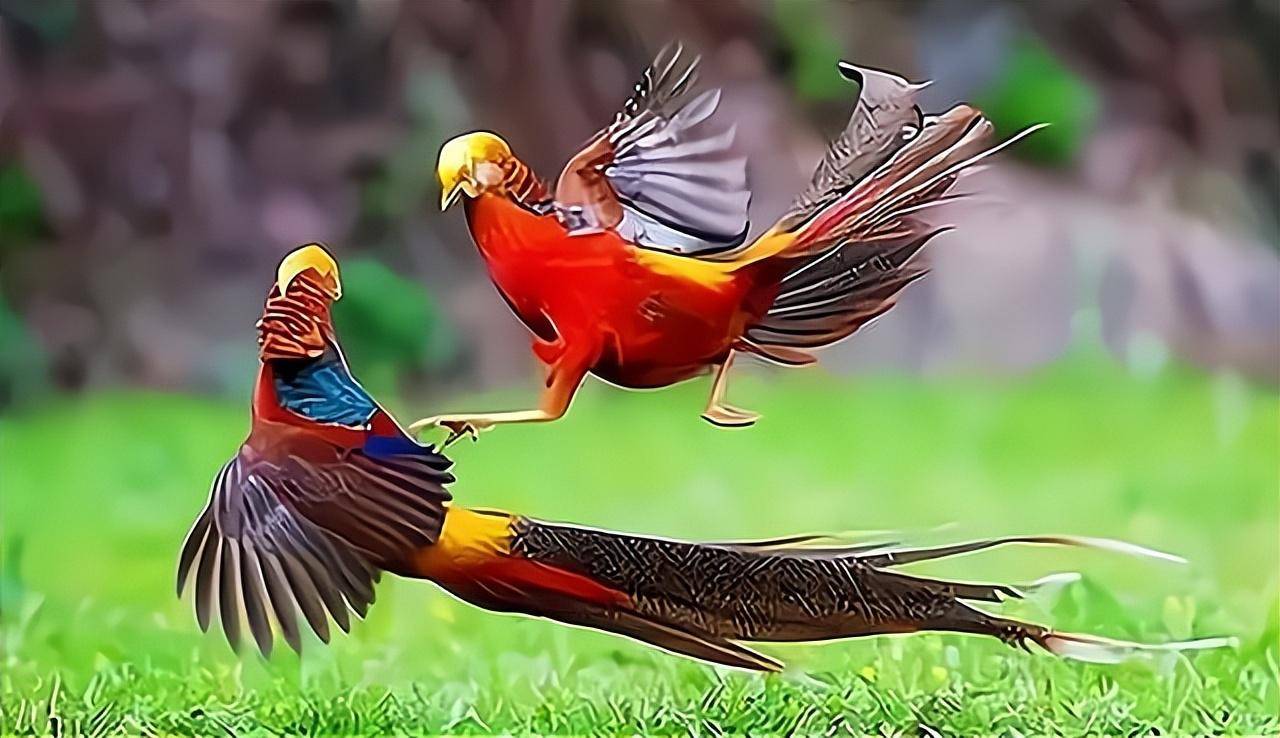 山西老人圈养"金凤凰",不辞劳苦,换来"名利双收"_郭存锁_妻子_因为