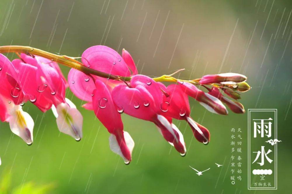 雨水节气代表花图片