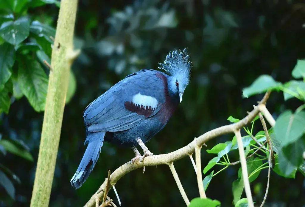 自然之美:维多利亚凤冠鸠_生活_鸽子_雌鸟