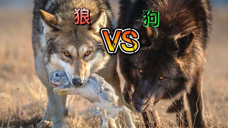 现存的最强猛犬能不能打过北美灰狼?为什么?_高加索_体型_亚种
