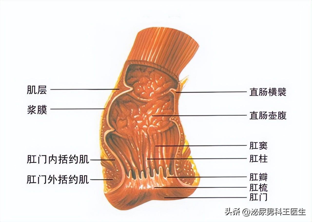 肛门是指哪里图片