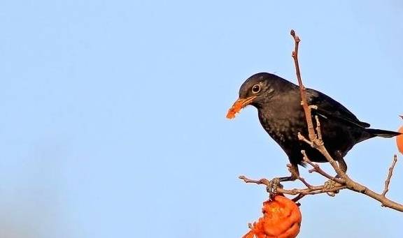 10種最粘人的鳥排行榜!_昆蟲_烏黑色_顏色