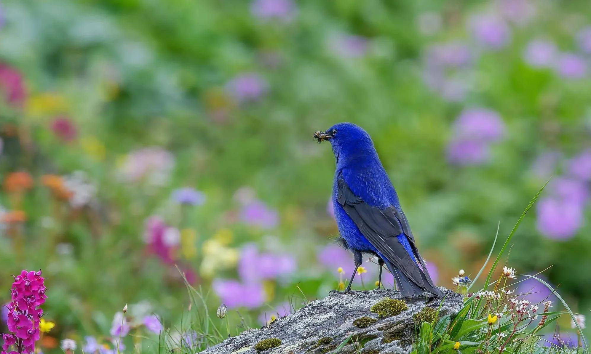 自然之美:蓝大翅鸲_岩石_高山_活动