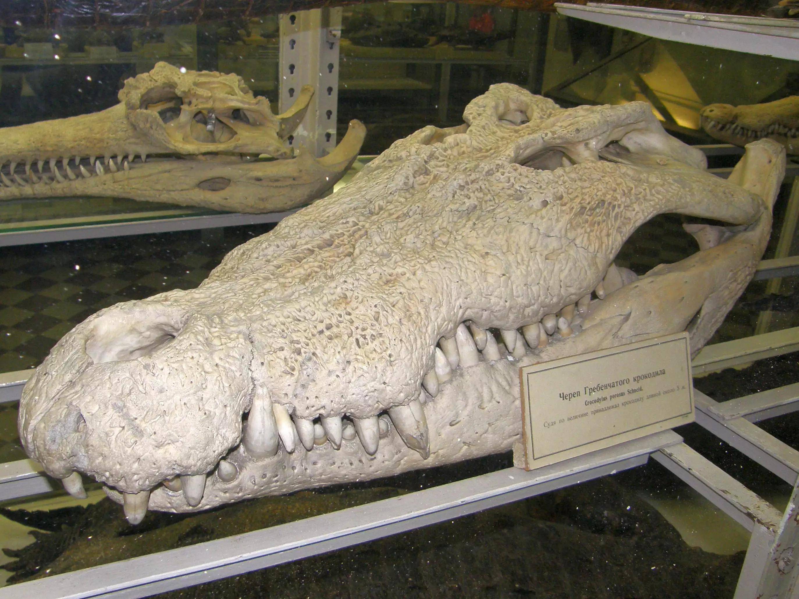 非洲草原上的湾鳄有多厉害?