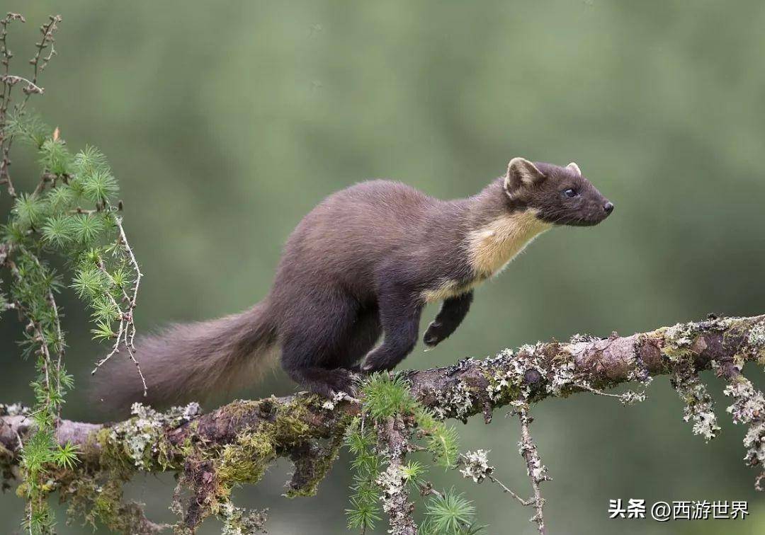 鼬科動物能夠以小博大,除了身手敏捷耐力持久,更有三項特殊優勢