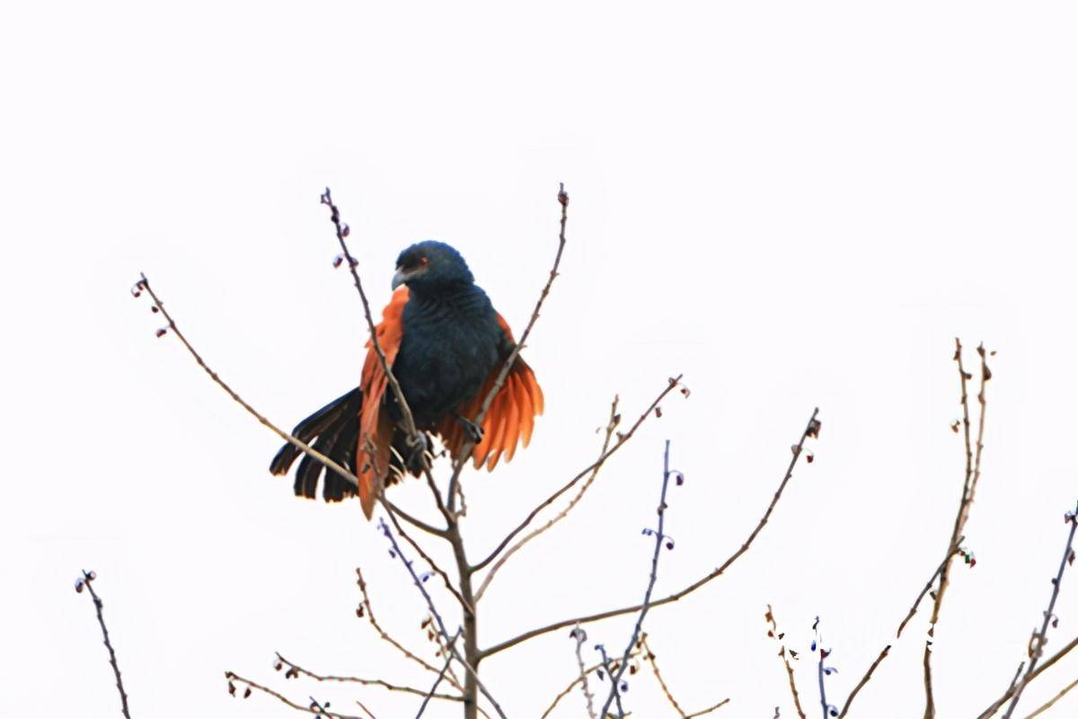 名鸡却非鸡的"红毛鸡"_叫声_展开_光泽
