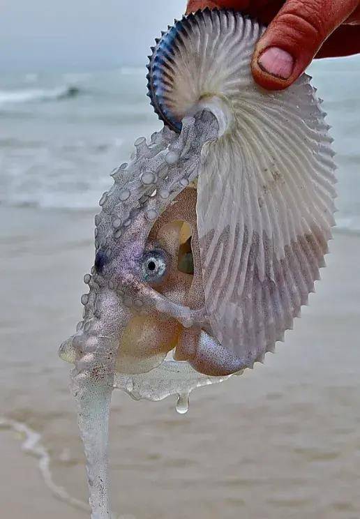 船蛸不喜欢在海底呆着,但是,和亲戚们不同,船蛸[xiāo]是章鱼的远亲.