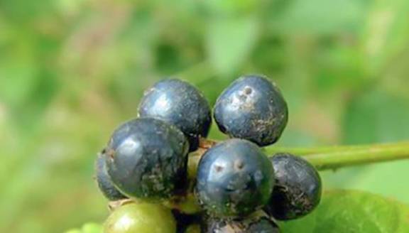 五色梅漂亮适合庭栽观赏,果实曾经是小孩子的"秘密武器"与玩具_观赏