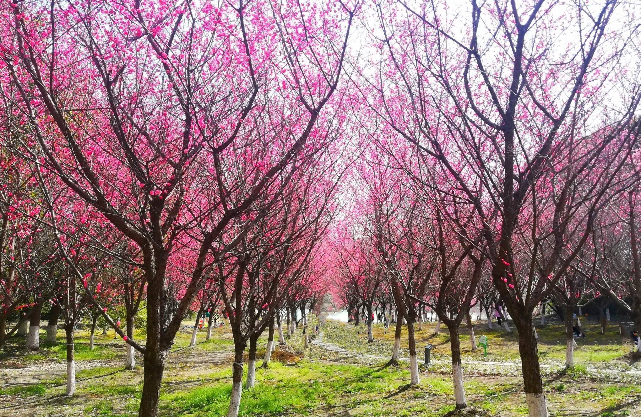 苏州以梅花著名景点图片