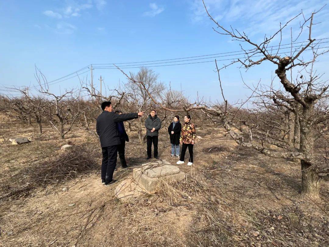 "王过酥梨"是泓芝驿果业的金字招牌,张岳村的主导产业也是酥梨,村里的