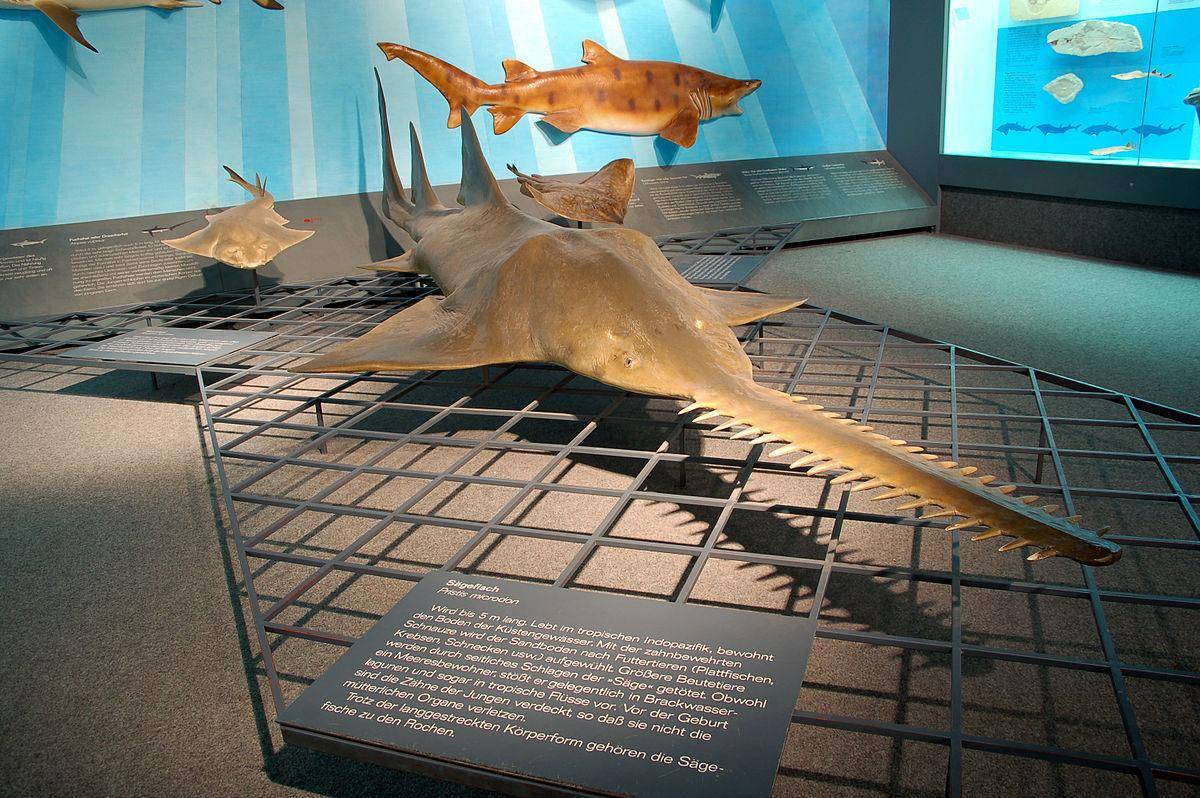 锯鳐:头顶长"法器"的电锯刺客,体长达七米,浑身是宝险些灭绝_动物