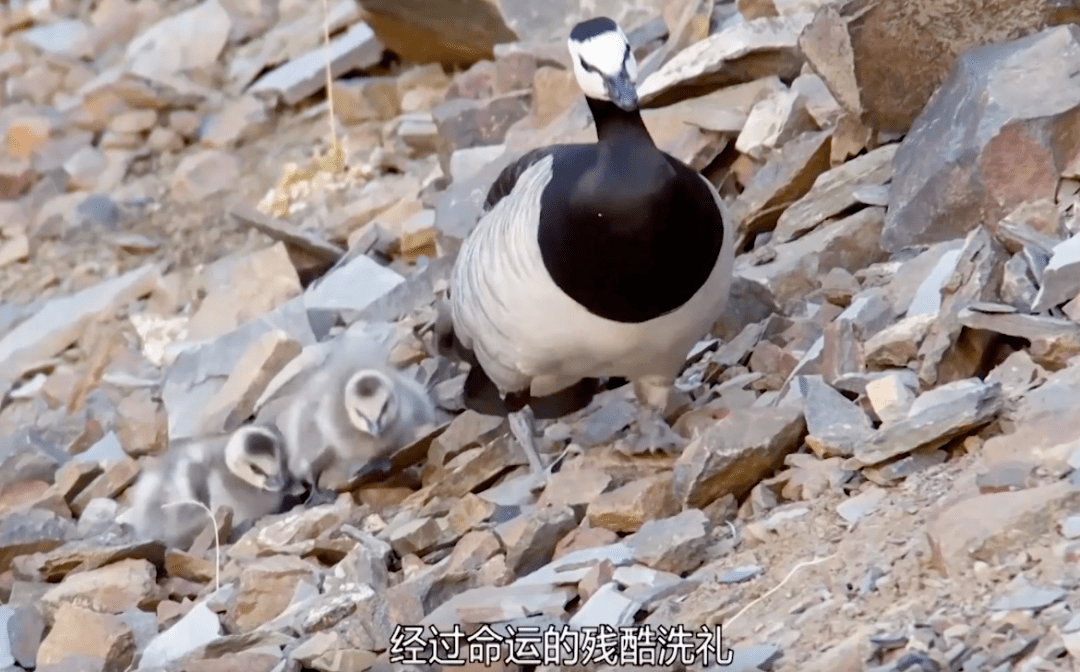 藤壶鹅的颜值与实用性