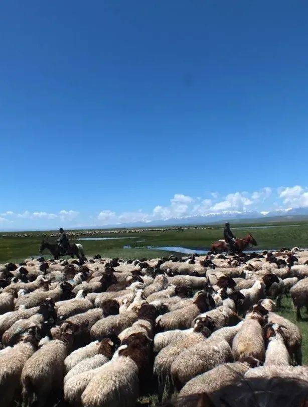 来巴音布鲁克一定不能错过的美味_头羊_黑色_黑头