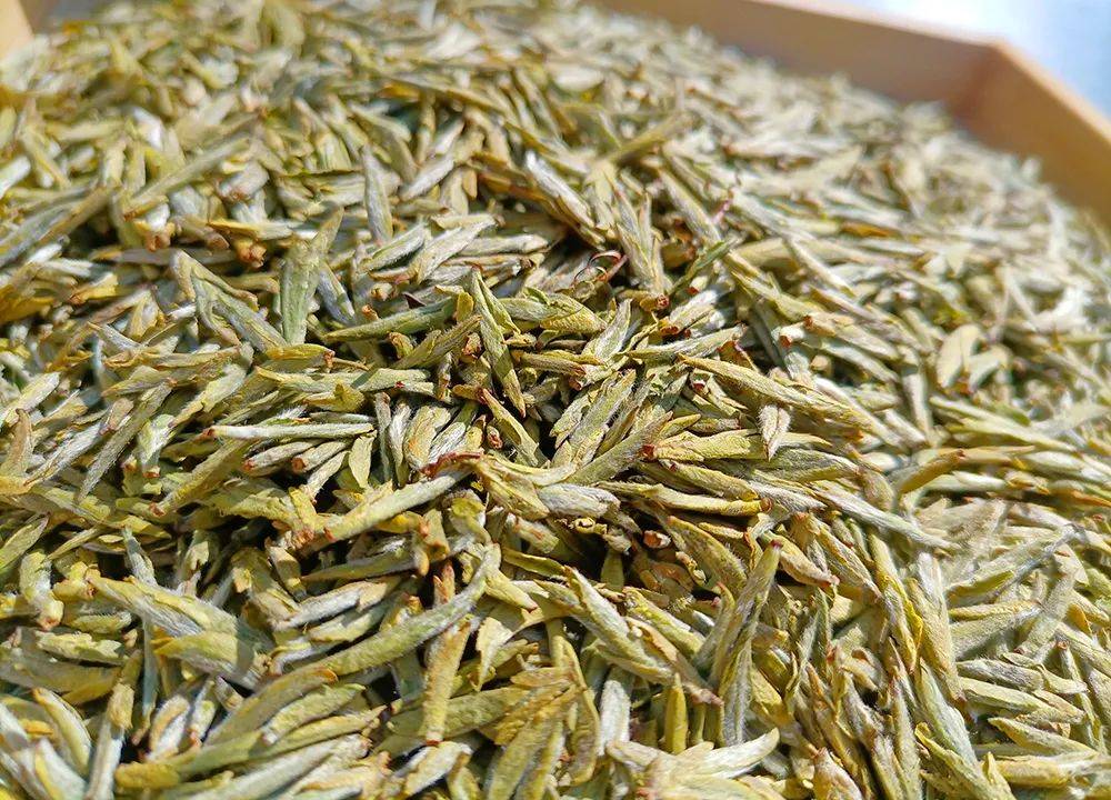 春光明媚,茶香醉人,平阳黄汤(温州早茶)开采啦!_茶叶_农业_茶文化