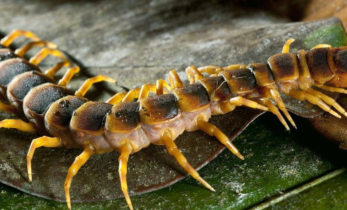 湖南宁远:一个被埋没的古人打卡胜地-雾云山匡山岩_匡家坊_蜈蚣_老人