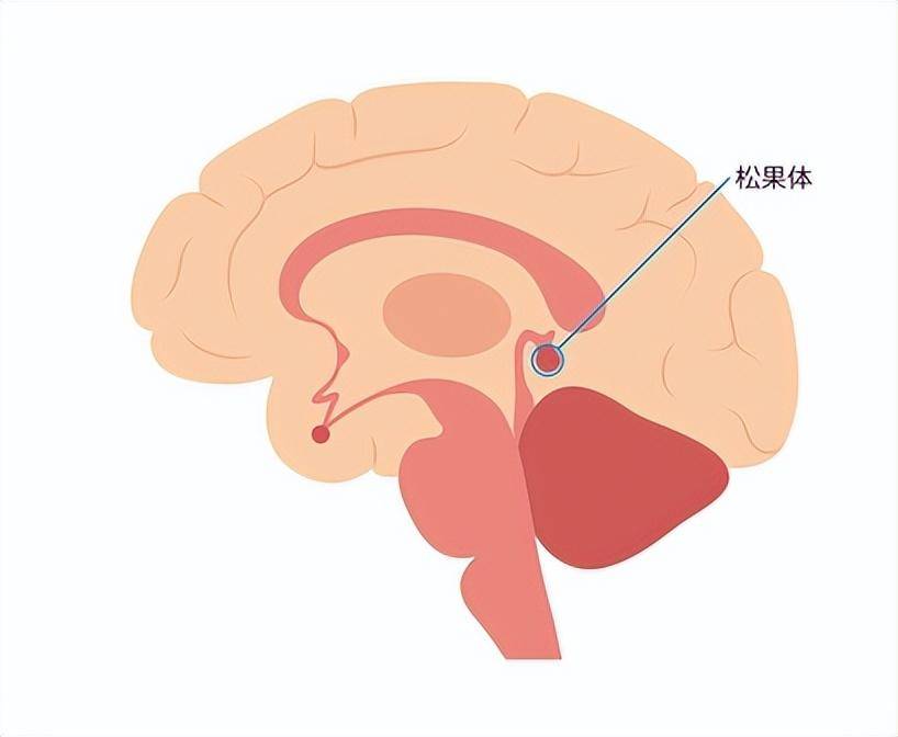 松果体 来自搜狐网