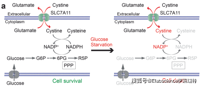 Elabscience为您介绍一种新的细胞死亡方式——双硫死亡_诱导_葡萄糖_饥饿