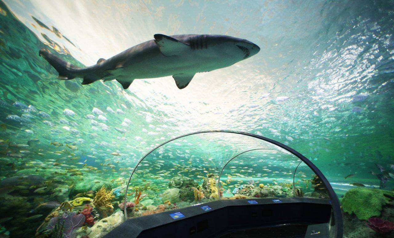 加拿大旅游之多伦多景点篇(瑞普利水族馆)_地方_电视塔_时间