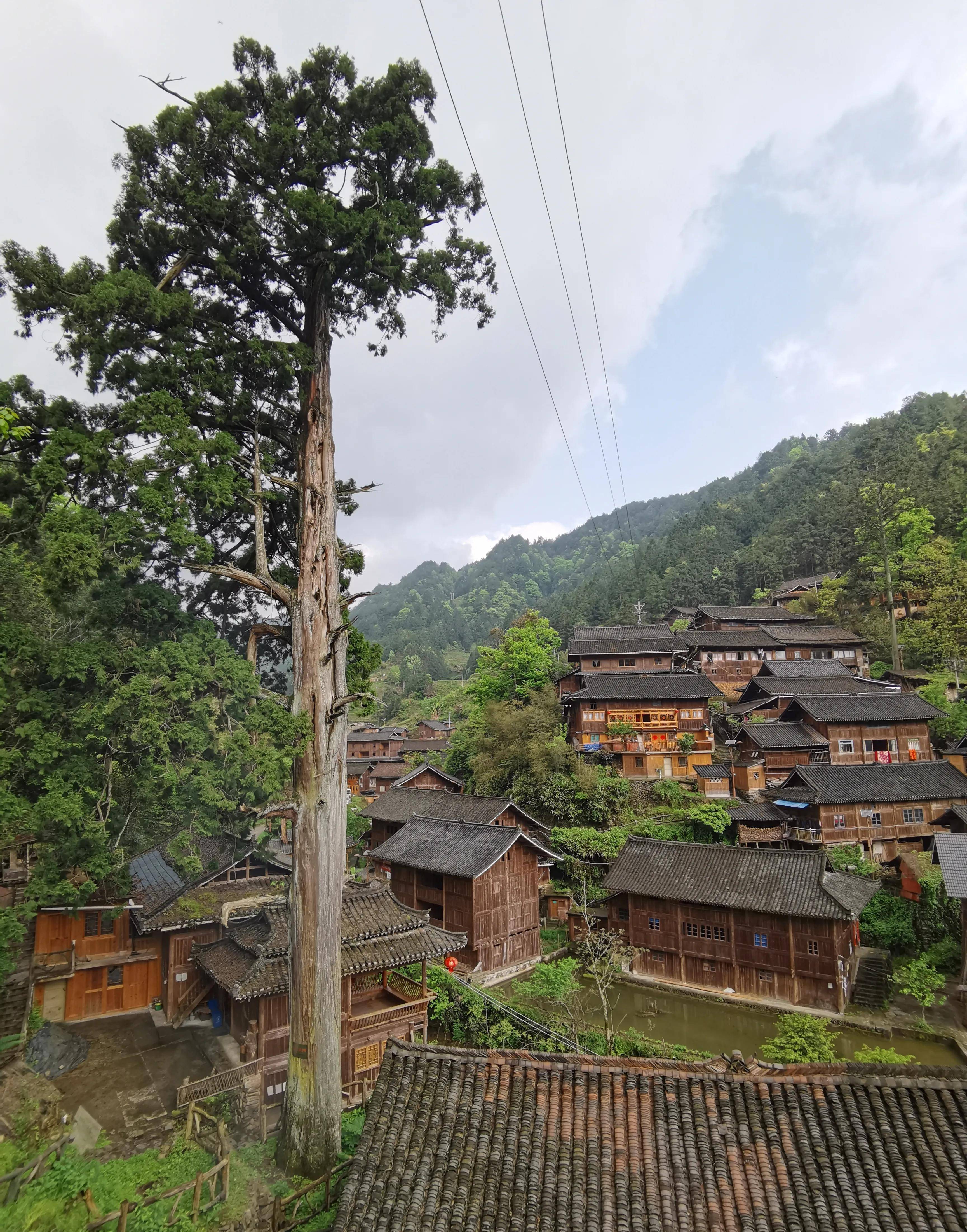 「脱贫纪实」贵州行5,雷公山上的秃杉之乡格头苗寨