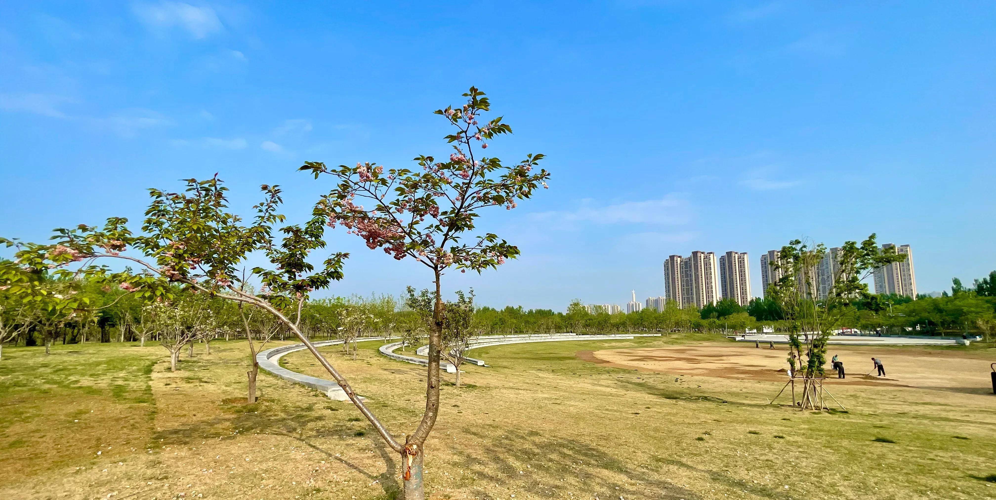北京东:家门口就能看樱花的潮白河樱花公园,看樱花露营坐火车_走廊