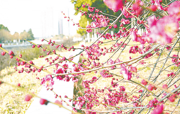 驻马店市区二月天 红梅别样红_梅花_冷水河_天气