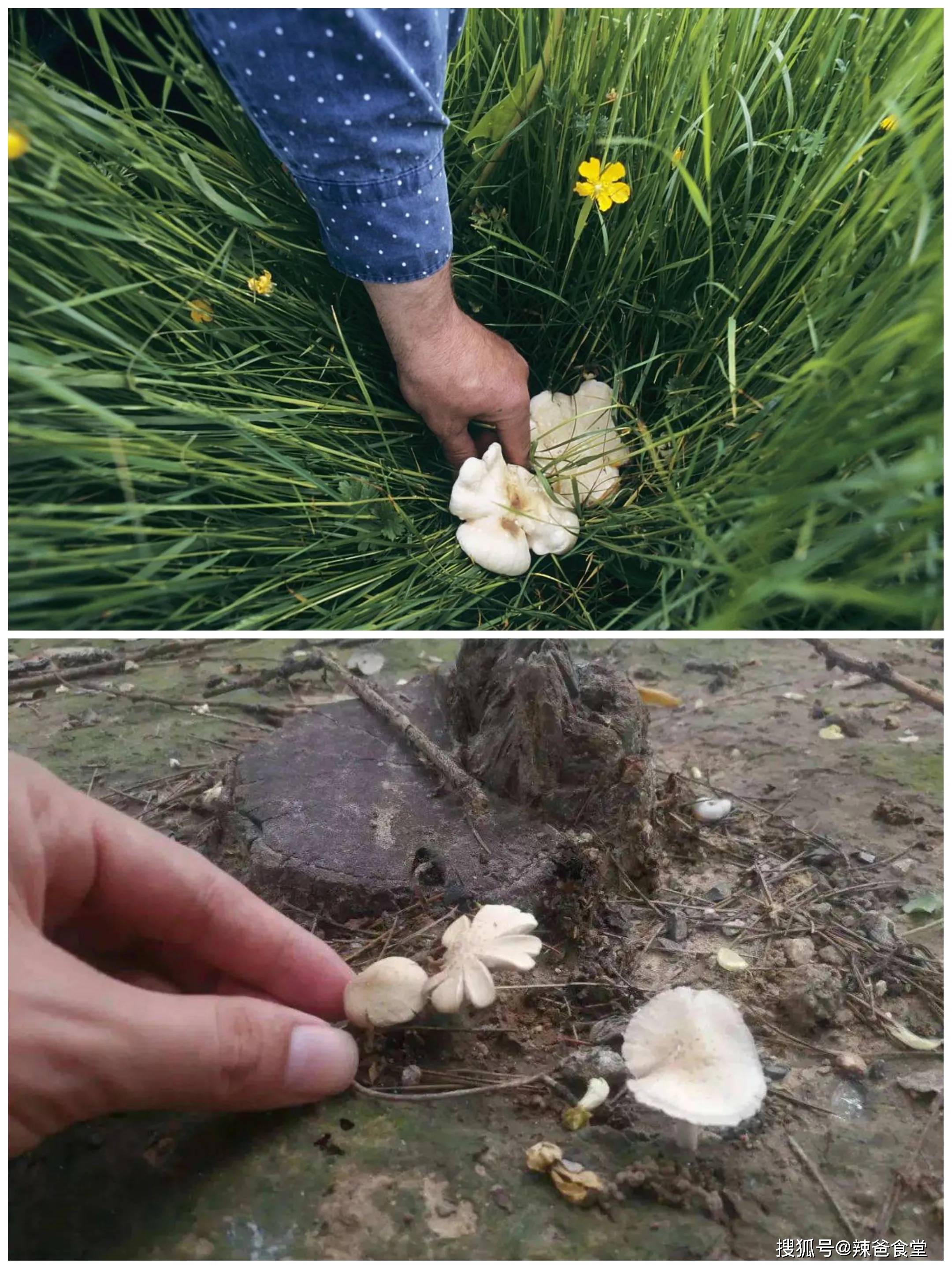 4岁女童吃毒蘑菇身亡