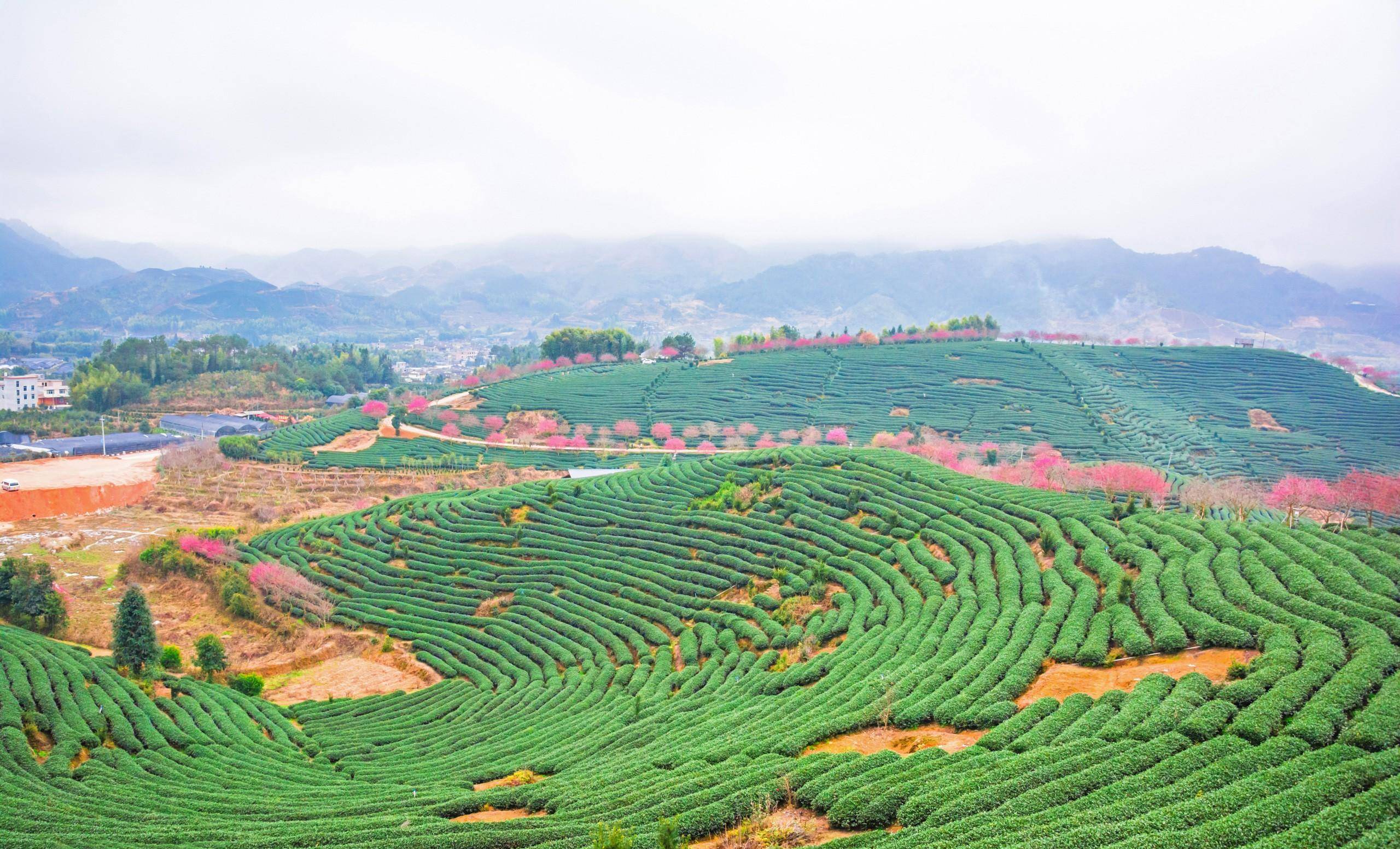 福建漳平一处樱花与茶田相交映被誉为最美樱花圣地_茶园_品种_吉野
