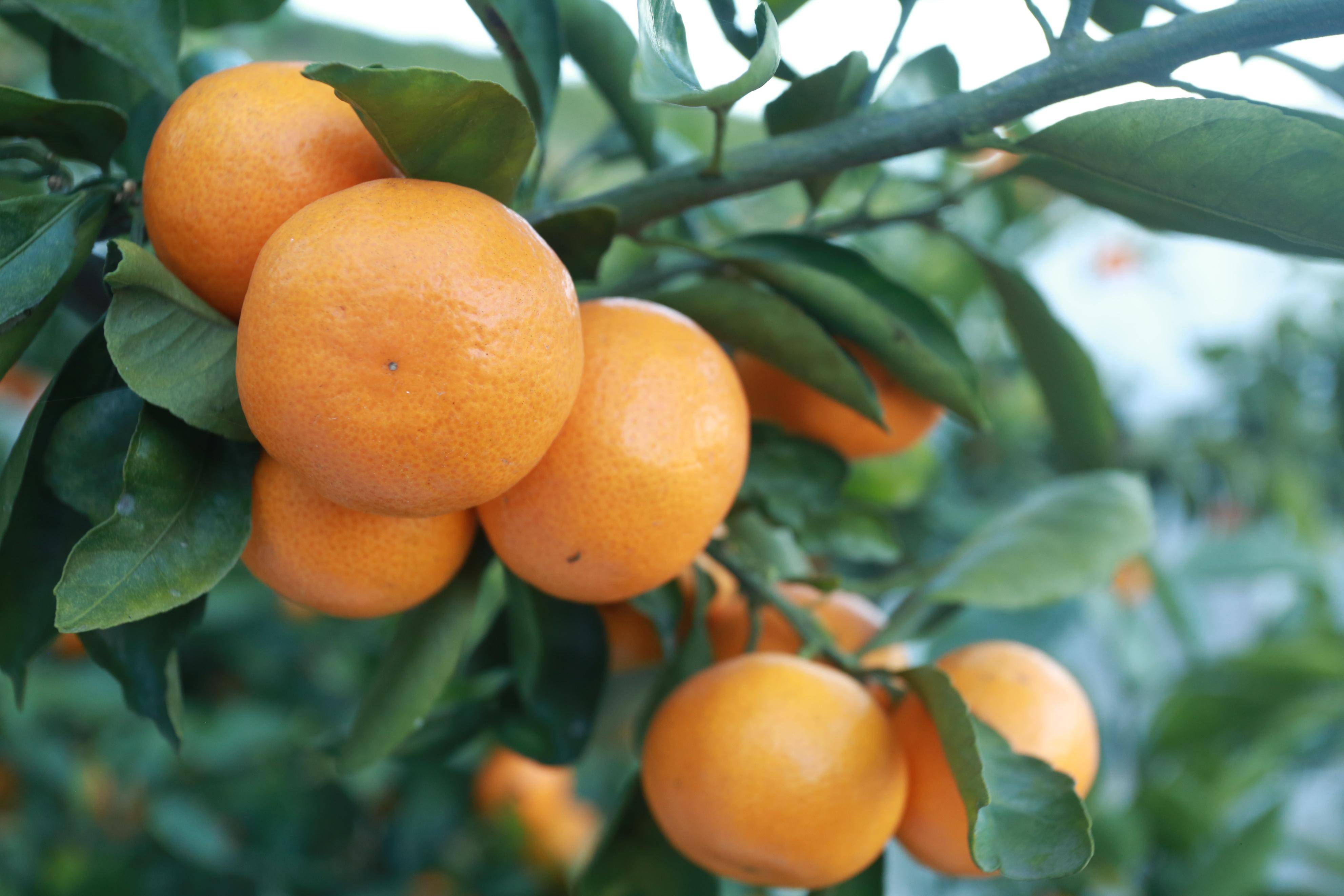 中国地道风物,陕西汉中城固蜜桔_猕猴桃_历史_张骞和