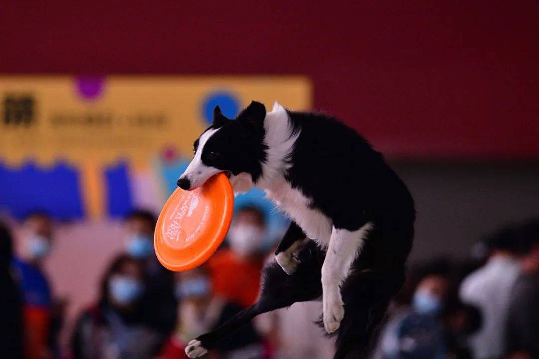 宝仔屋宠物嘉年华,将首次登陆武汉国际潮宠展,精彩内容一睹为快吧!