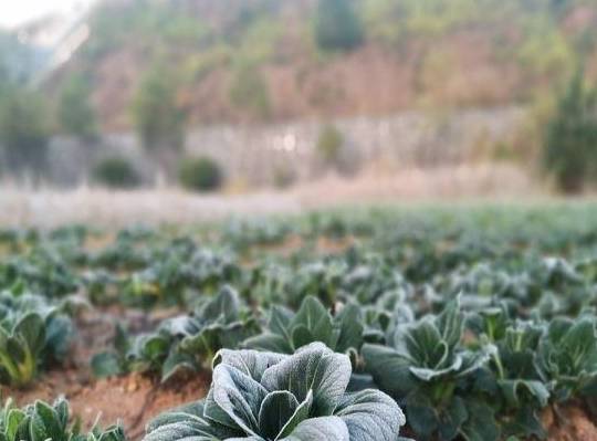 这种蔬菜抗寒能力好，种上之后，冬天不用担心没有蔬菜吃了(图5)