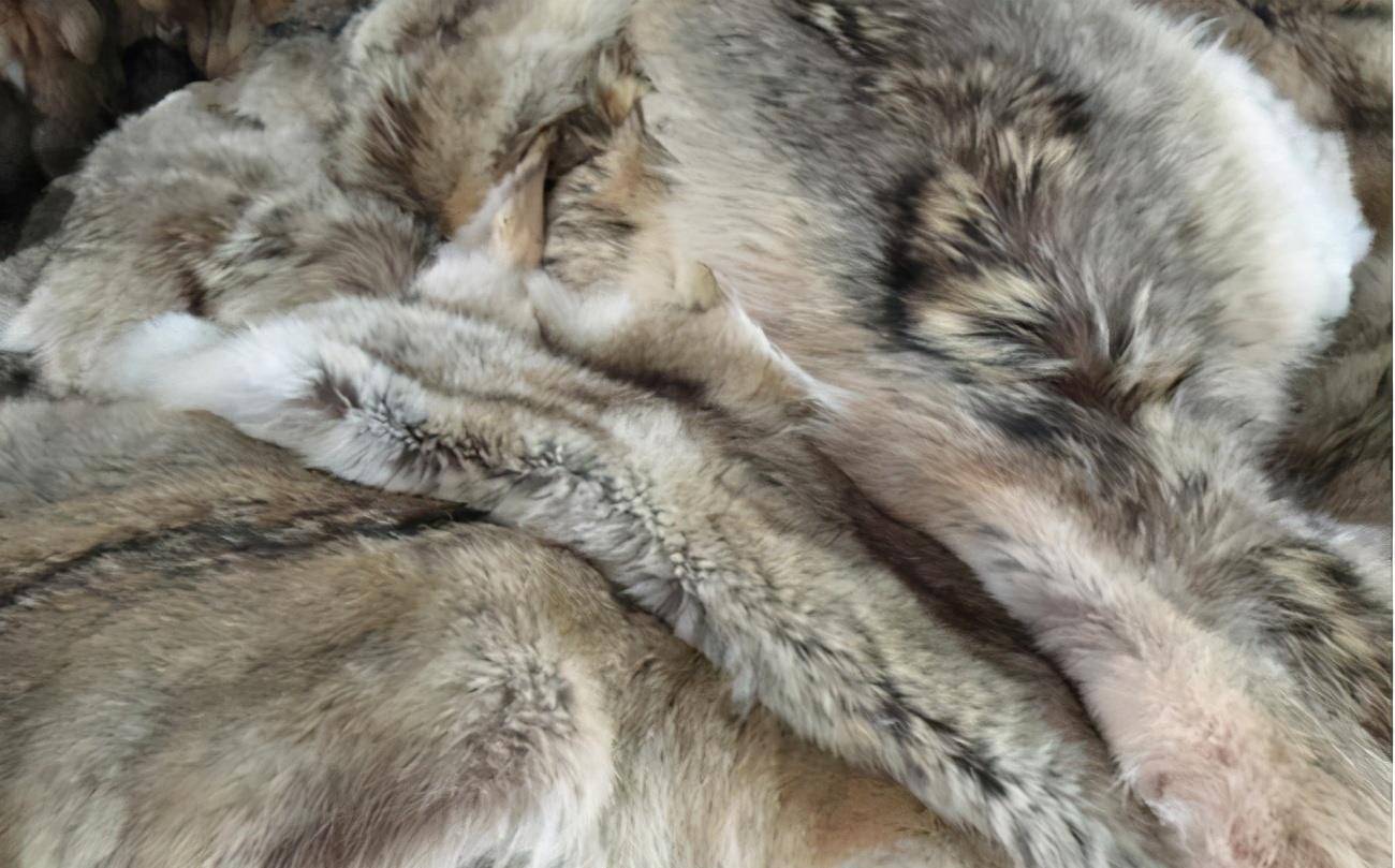 女大学生带祖传"狼皮"鉴宝,专家看后情绪失控:拒绝鉴定和估价_小姑娘