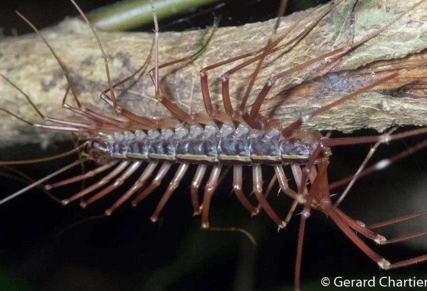那些游走于地下室的多脚怪可不是什么害虫哦,它们是蟑螂美食家_蚰蜒