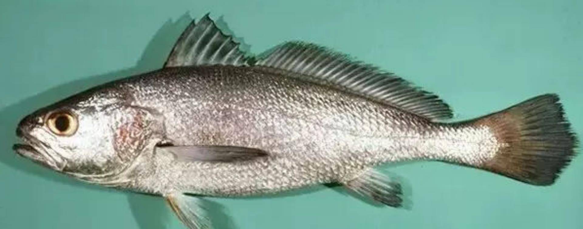 2017年,广东汕头渔民捕获45斤"黄唇鱼",被深圳人7888元买走_价钱_黄金