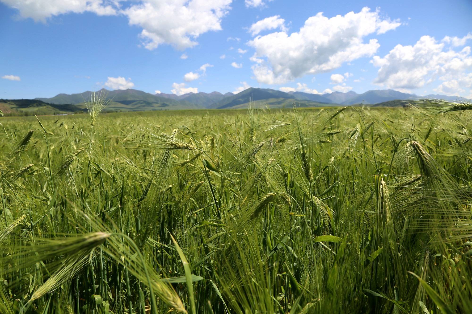 青海互助:打好"四力"组合拳 加快青稞产业振兴步伐_企业_加工_种植
