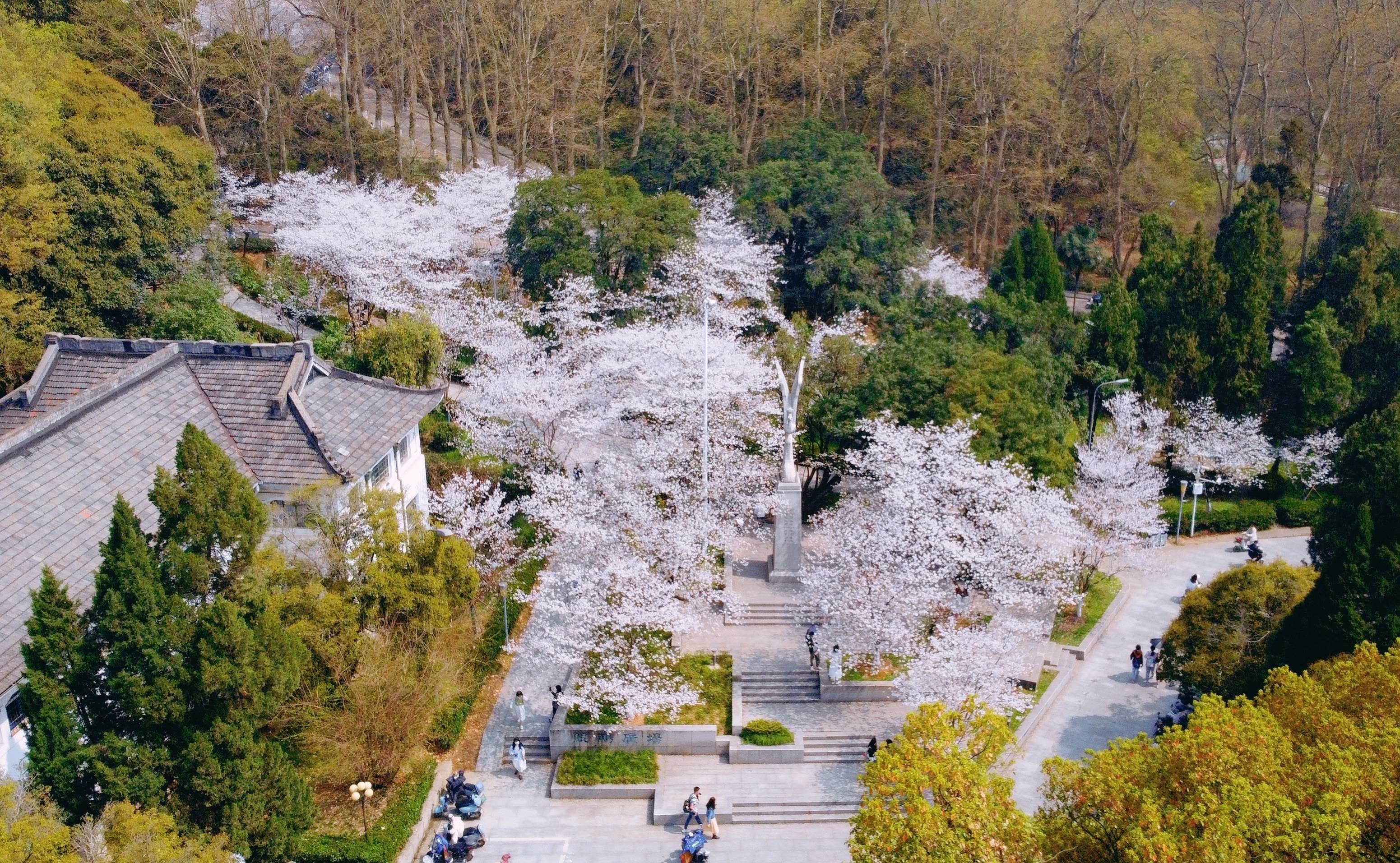 武汉大学樱花盛开,这座百年学府充满了静谧和唯美,宛如童话世界