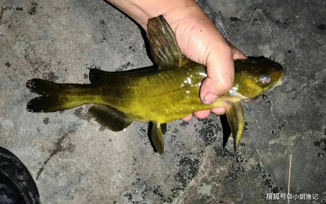 增江黄辣丁鱼情爆表!