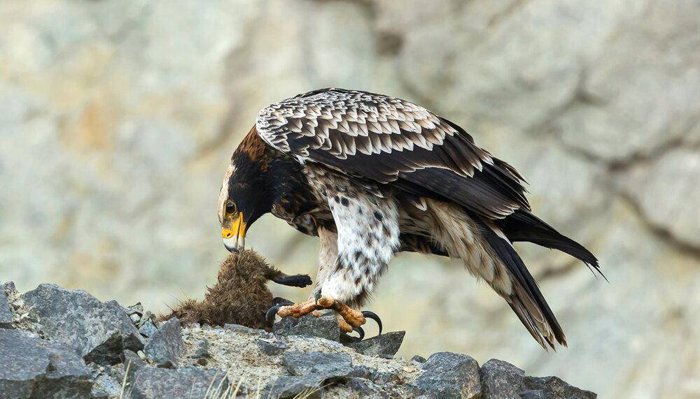 黑雕,和金雕媲美的大型猛禽,能大杀四方,但只盯一种猎物_物种_动物