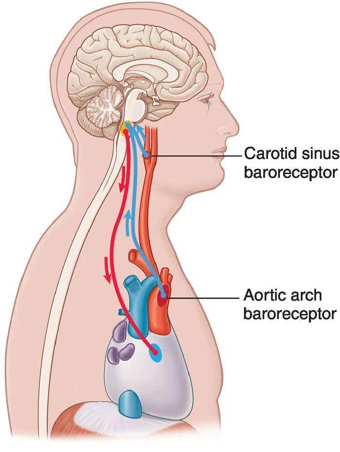 脖子_感受器_身体