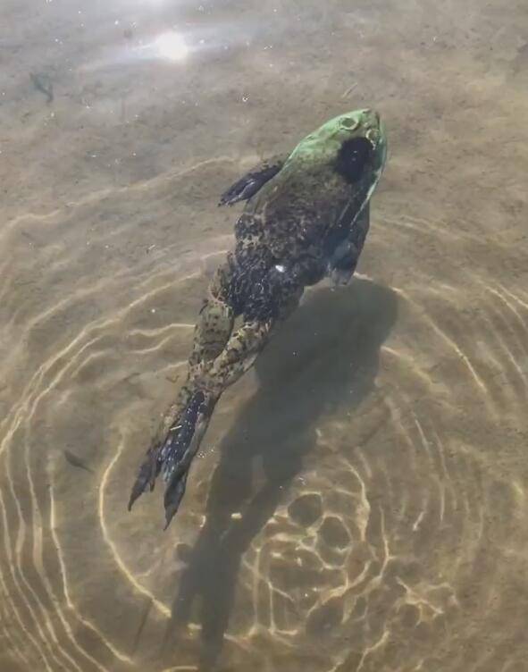 青蛙在水里展示蛙泳,姿势标准,看一眼自愧不如