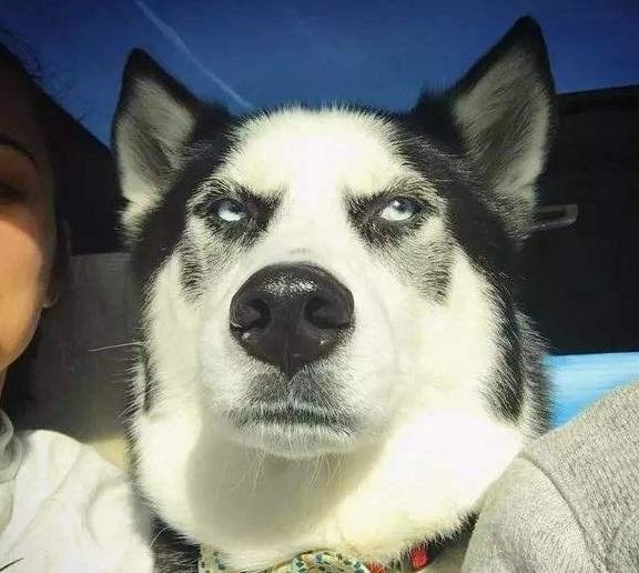 二哈回乡跟老黄牛杠上了,下一秒被虐哭了,网友看后直接笑疯!