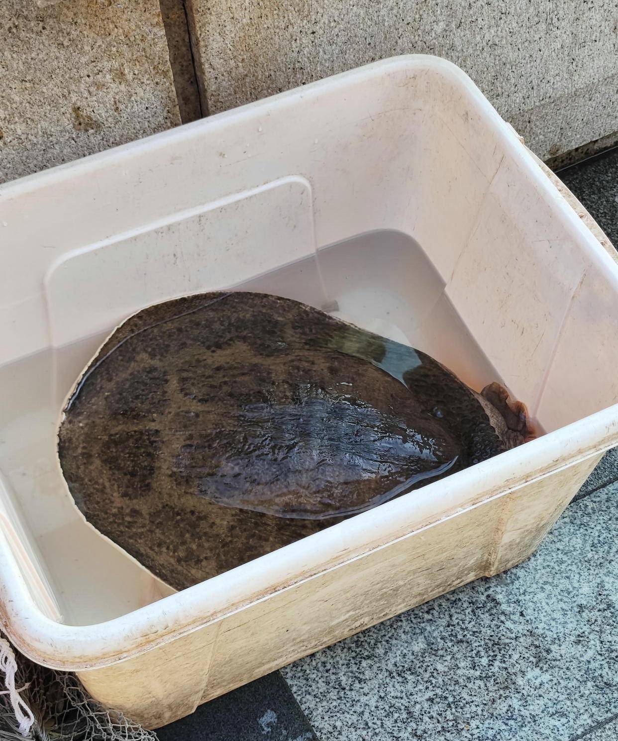 广西钓友良庆大桥下钓起"脸盆大老鳖",钓友:水深不