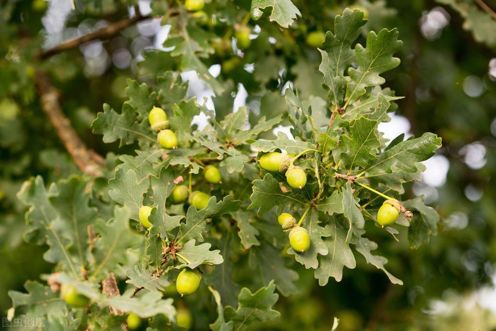 俗称"陀螺果",曾是人类主食,做豆腐很美味,如今掉一地没人要_食物