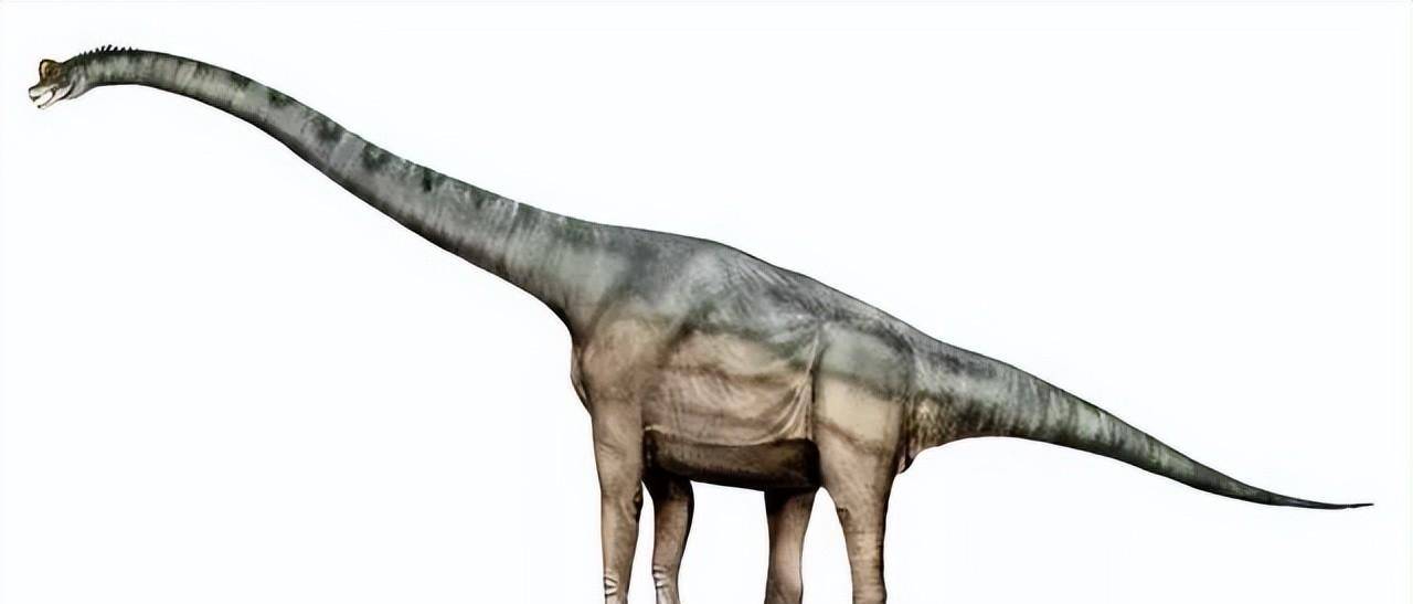 蜥脚类恐龙的图片和简介(三)