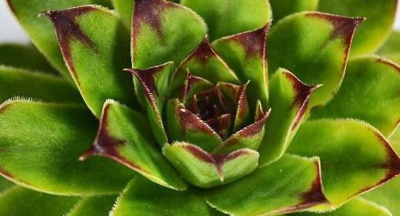 多肉植物红灵魂和罗宾是同一个品种吗,有哪些区别?