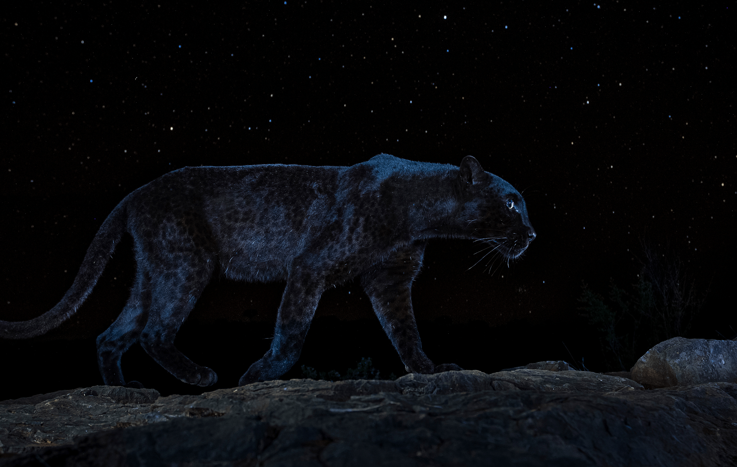 病变的夜精灵,黑豹:告诉你,为什么同在非洲,黑狮却从未存在过