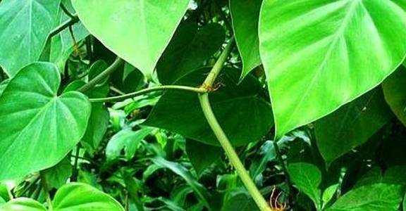 心叶藤水培"5妙招",比绿萝好养,叶子大又绿,人称空气净化机_容器_枝条