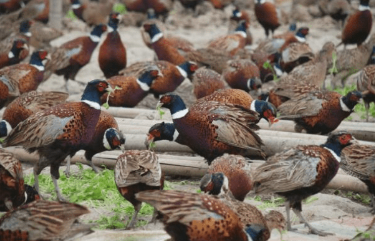 好吃好看营养高,东北野鸡泛滥成灾,为何中国吃货连碰都不敢碰?