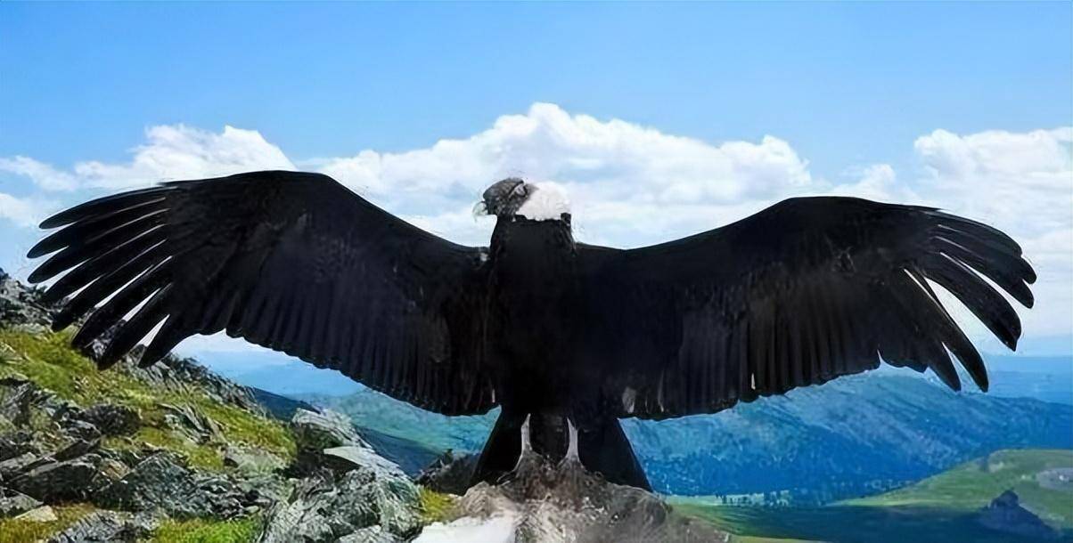 阿根廷巨鹰照片图片