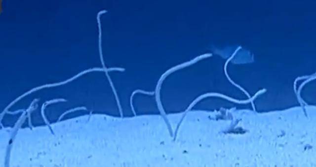 恐怖的南极巨虫,身长3米能吃海豹,却难逃人类带来的灭顶之灾!