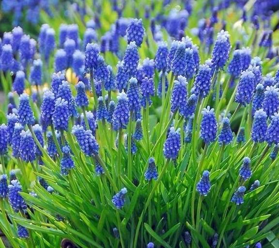 花卉_花姿_养护